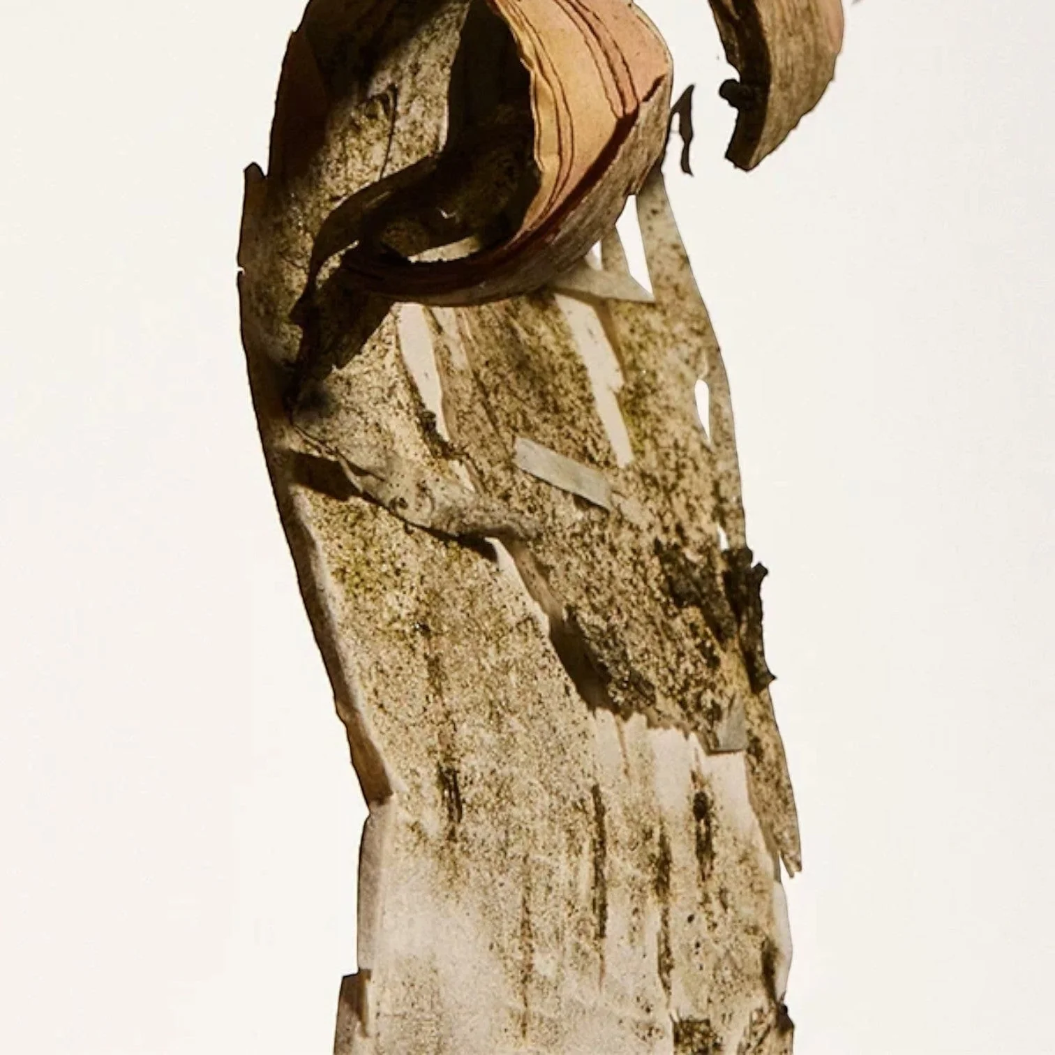 D22 Tonic - Image 6