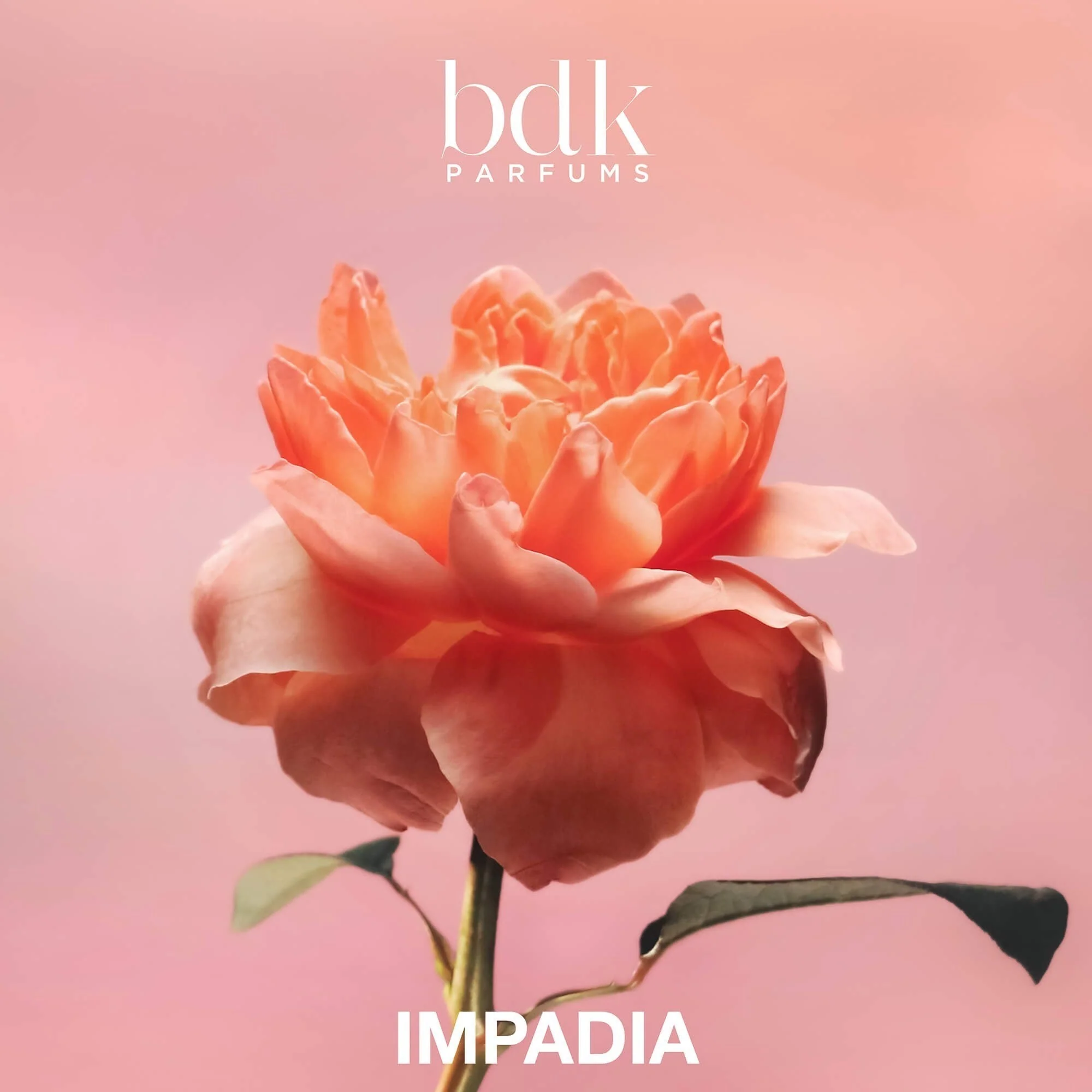 Impadia - Image 5